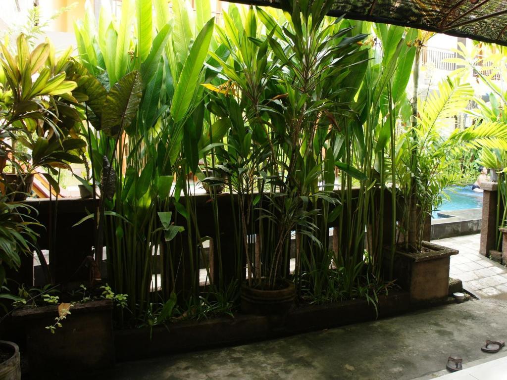 Waringin Homestay Kuta  Ngoại thất bức ảnh